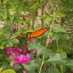 butterfly018