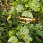 butterfly033
