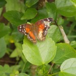 butterfly044